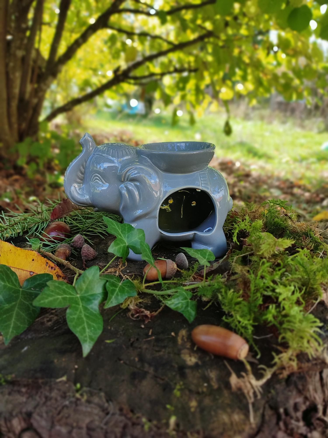 TANDOR l'éléphant gris