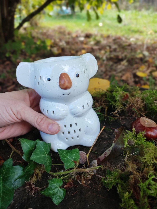 KOKO le koala