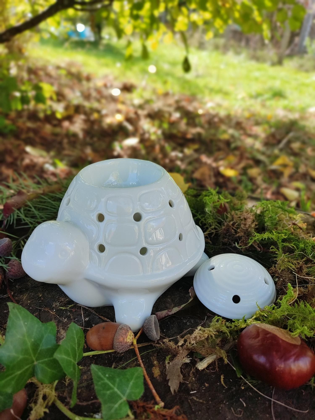 FRANKLIN la tortue