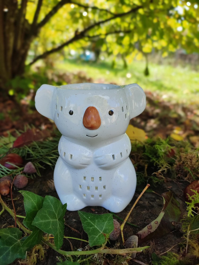 KOKO le koala